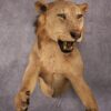 1/2 African Lion Taxidermy Mount SKU 2596 2 1 2 african lion taxidermy mount sku 2596