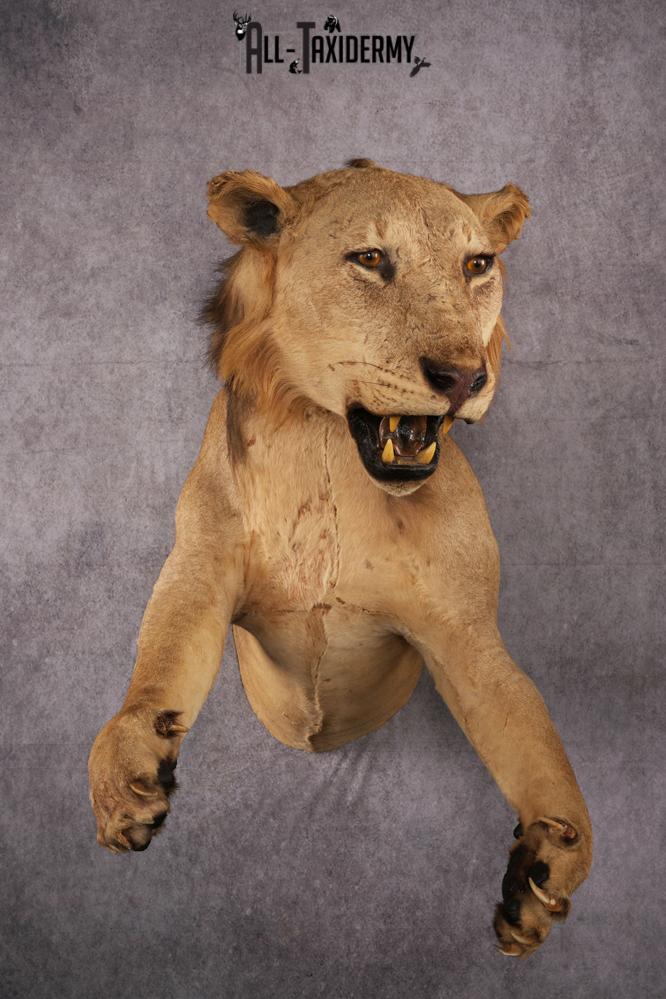 1/2 African Lion Taxidermy Mount SKU 2596 1 2 african lion taxidermy mount sku 2596
