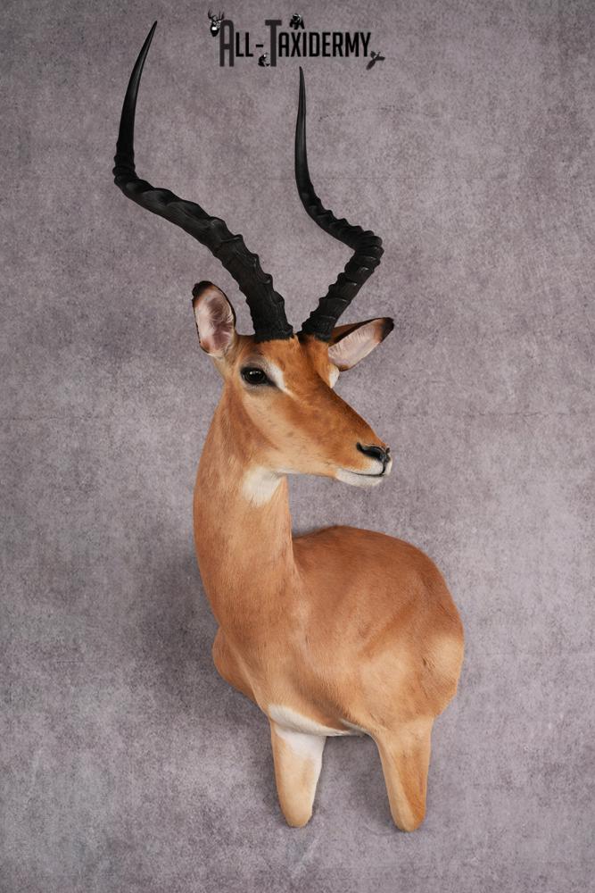 1/3 body African Impala taxidermy mount SKU 2549 1 3 body african impala taxidermy mount sku 2549
