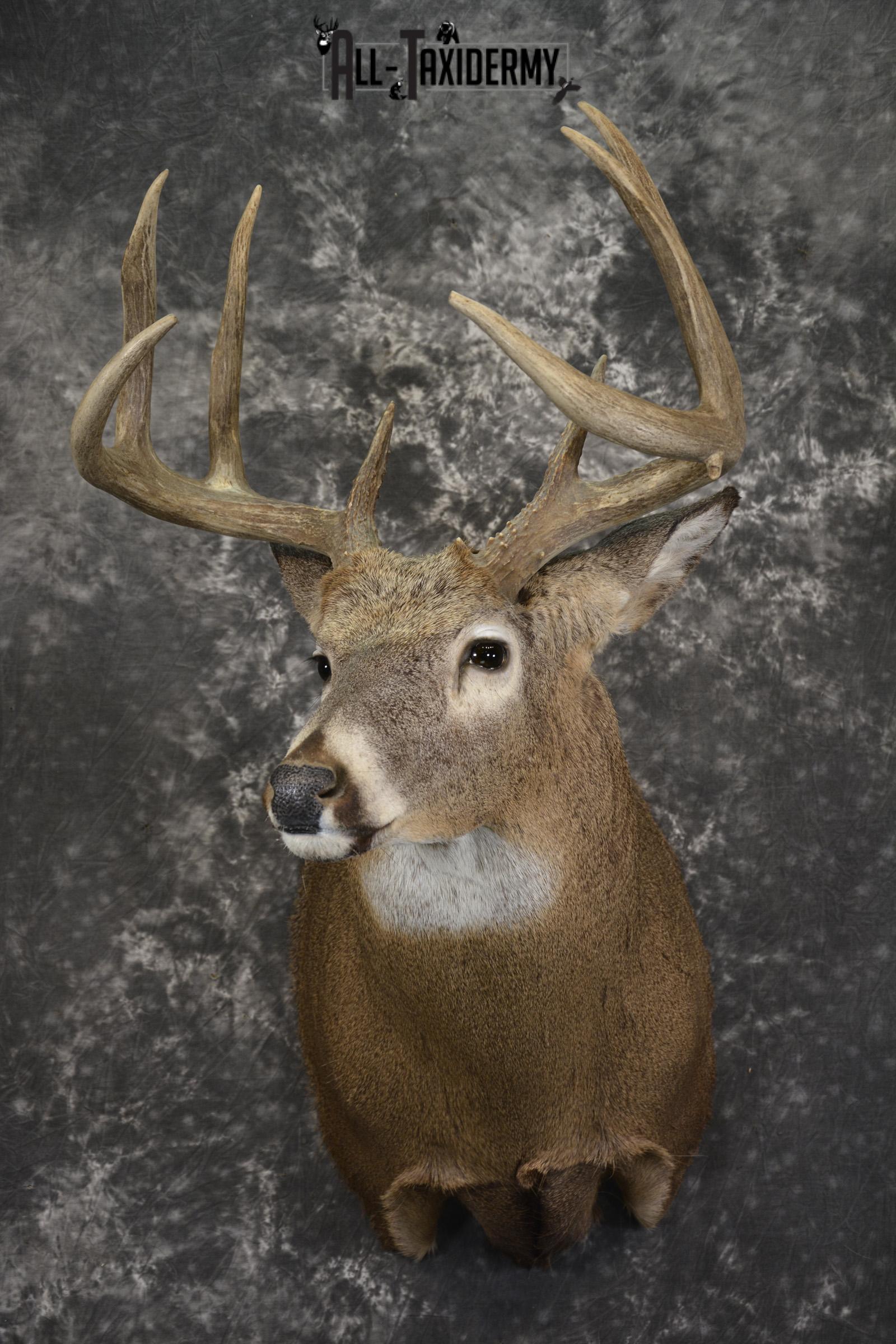 8 Point whitetail taxidermy shoulder mount for sale SKU 2108 8 point whitetail taxidermy shoulder mount for sale sku 2108