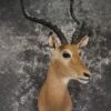 Africam Impala taxidermy shoulder mount for sale SKU 1879 2 africam impala taxidermy shoulder mount for sale sku 1879