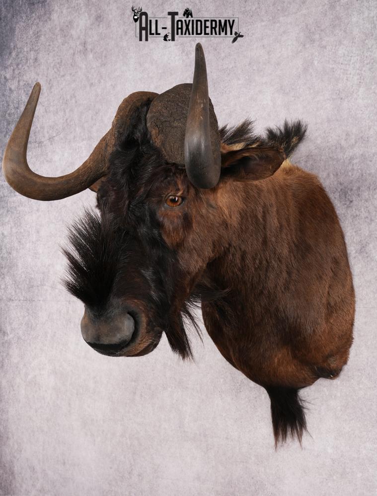 African Black Wildebeest Shoulder Mount SKU 2660 african black wildebeest shoulder mount sku 2660
