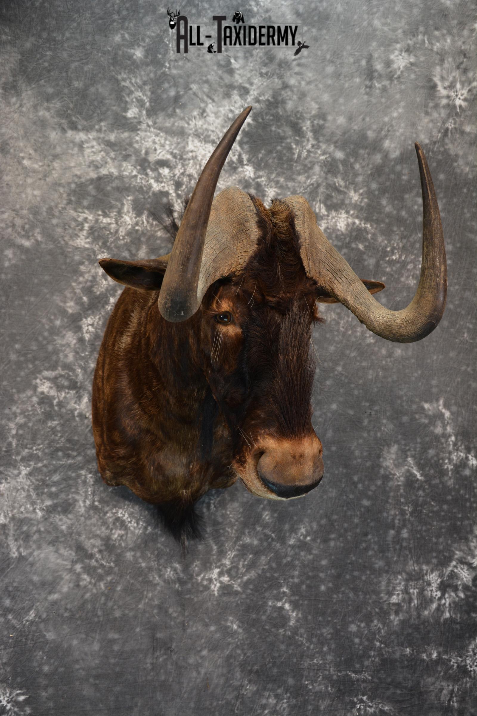 African Black Wildebeest Taxidermy shoulder mount for sale SKU 1454 african black wildebeest taxidermy shoulder mount for sale sku 1454