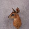African Cape Grysbok taxidermy mount SKU 2524 1 african cape grysbok taxidermy mount sku 2524