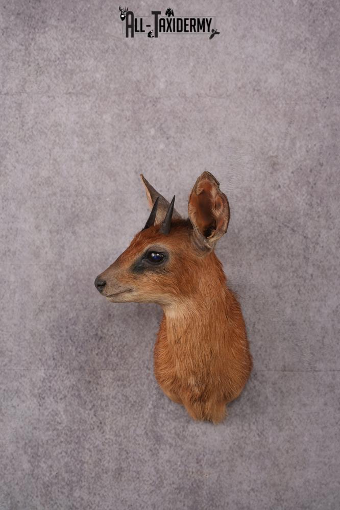 African Cape Grysbok taxidermy mount SKU 2524 african cape grysbok taxidermy mount sku 2524