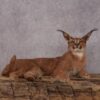 African Caracal Cat taxidermy mount SKU 2525 1 african caracal cat taxidermy mount sku 2525
