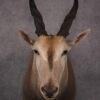 African Eland Taxidermy Shoulder Mount SKU 2407 2 african eland taxidermy shoulder mount sku 2407