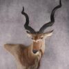 African Greater Kudu Shoulder Mount SKU 2661 1 african greater kudu shoulder mount sku 2661