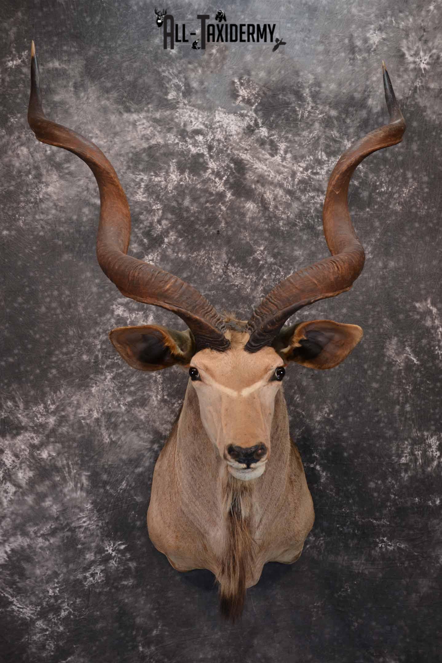 African Greater Kudu Taxidermy Mount for Sale SKU 1333 african greater kudu taxidermy mount for sale sku 1333
