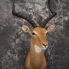 African Impala Taxidermy Mount for sale SKU 1500 1 african impala taxidermy mount for sale sku 1500