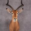 African Impala taxidermy mount SKU 2551 1 african impala taxidermy mount sku 2551