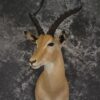African Impala taxidermy shoulder mount for sale SKU 1878 1 african impala taxidermy shoulder mount for sale sku 1878