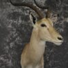African impala taxidermy shoulder mount for sale SKU 1973 1 african impala taxidermy shoulder mount for sale sku 1973