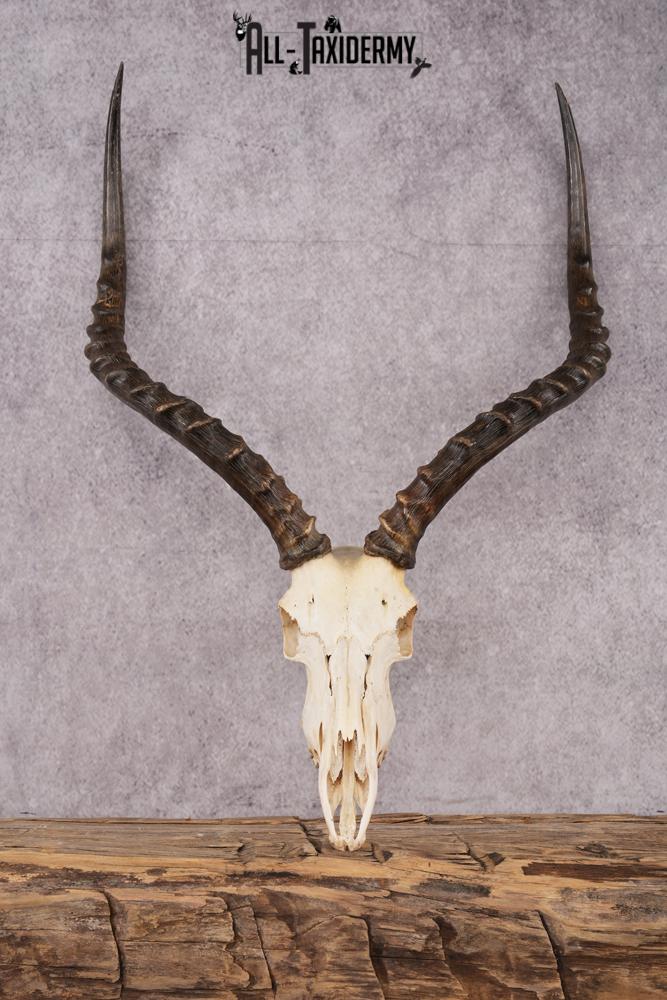 African Impala taxidermy skull SKU 2514 african impala taxidermy skull sku 2514