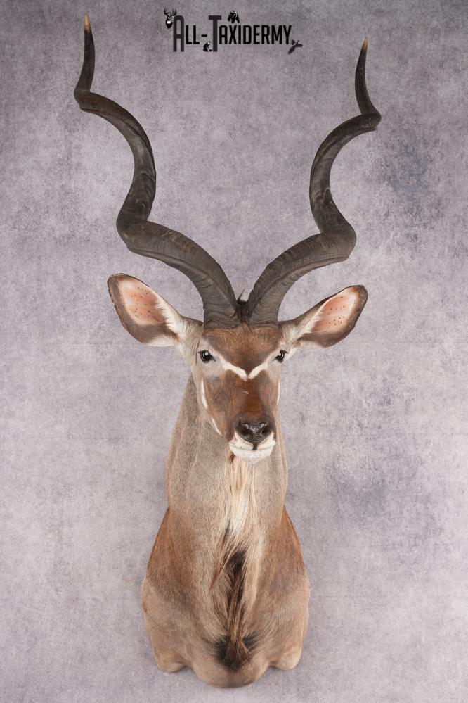 African Kudu taxidermy shoulder mount for sale SKU 2739 african kudu taxidermy shoulder mount for sale sku 2739
