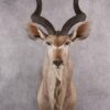 African Kudu Taxidermy Shoulder Mount SKU 2662 1 african kudu taxidermy shoulder mount sku 2662