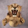 African Lion Half Body Mount SKU 2449 1 african lion half body mount sku 2449