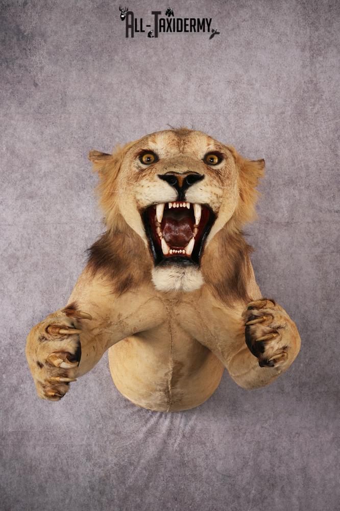 African Lion Half Body Mount SKU 2449 african lion half body mount sku 2449