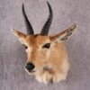 African Mountain Reedbuck taxidermy mount SKU 2558 2 african mountain reedbuck taxidermy mount sku 2558