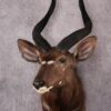 African Nyala taxidermy mount SKU 2560 2 african nyala taxidermy mount sku 2560
