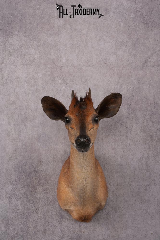 African Red Forest Duiker taxidermy shoulder mount SKU 2528 african red forest duiker taxidermy shoulder mount sku 2528