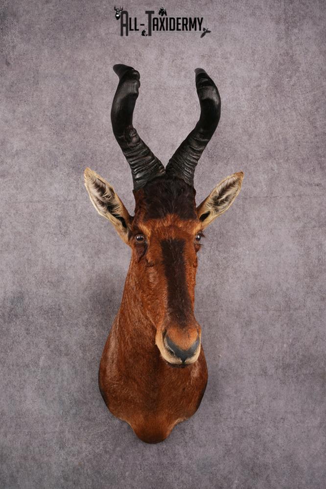 African Red Hartebeest taxidermy mount SKU 2544 african red hartebeest taxidermy mount sku 2544