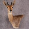 African Reed Buck Wall Pedestal taxidermy mount SKU 2530 1 african reed buck wall pedestal taxidermy mount sku 2530