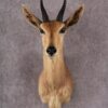 African Reedbok taxidermy mount SKU 2541 1 african reedbok taxidermy mount sku 2541