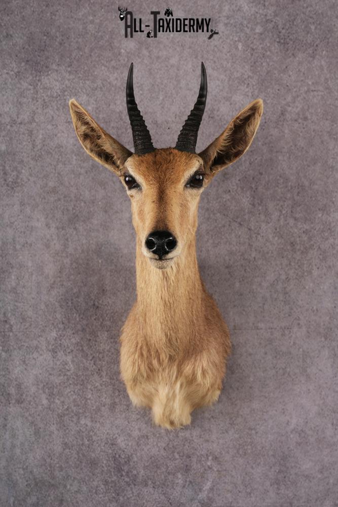 African Reedbok taxidermy mount SKU 2541 african reedbok taxidermy mount sku 2541