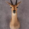 African Reedbuck taxidermy mount SKU 2534 1 african reedbuck taxidermy mount sku 2534