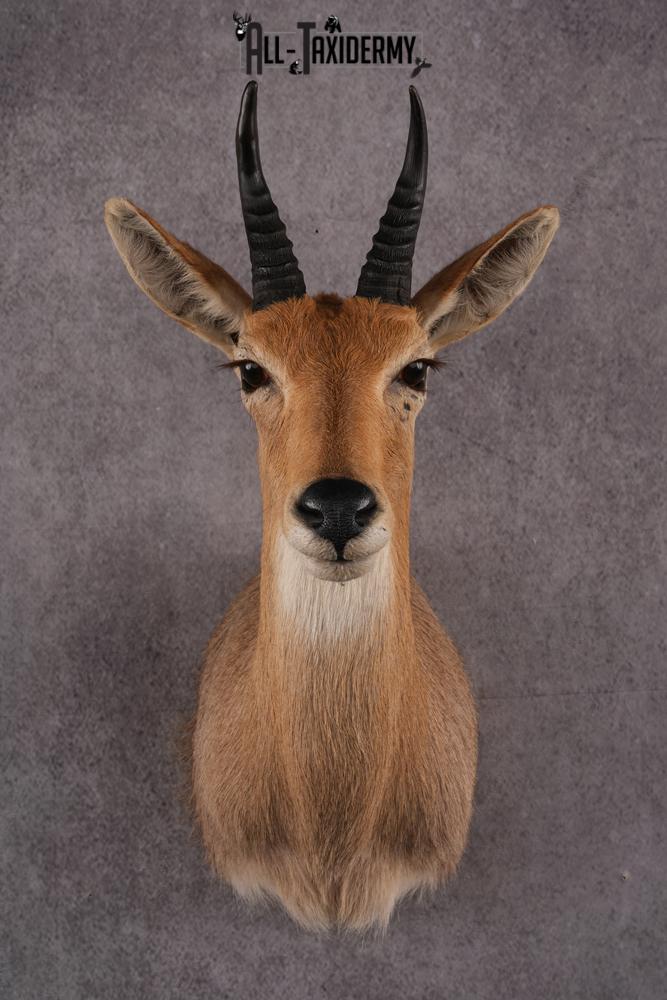 African Reedbuck taxidermy mount SKU 2536 african reedbuck taxidermy mount sku 2536