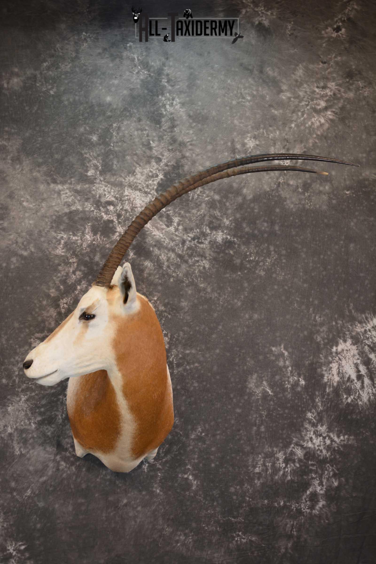 African Scimitar-Horn Oryx Taxidermy Mount for sale SKU 1504 african scimitar horn oryx taxidermy mount for sale sku 1504