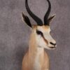 African Springbok taxidermy mount SKU 2531 2 african springbok taxidermy mount sku 2531