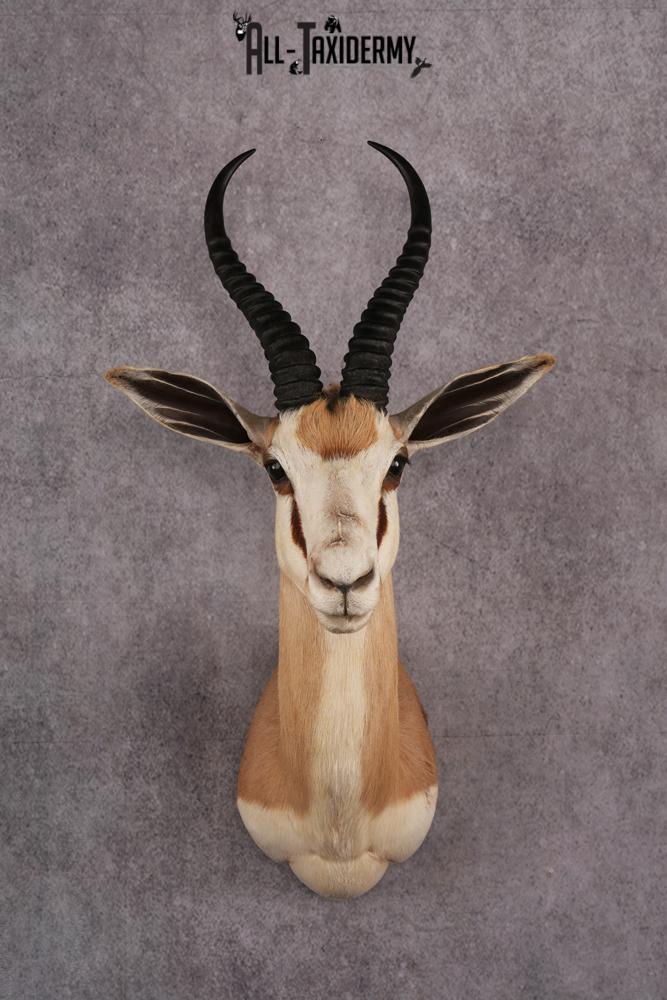 African Springbok taxidermy mount SKU 2538 african springbok taxidermy mount sku 2538