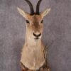 African Tibetan Gazelle taxidermy mount SKU 2559 1 african tibetan gazelle taxidermy mount sku 2559