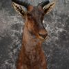 African Tsessebe Taxidermy Shoulder Mount SKU 1582 2 african tsessebe taxidermy shoulder mount sku 1582