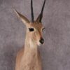 African Vaal Rhebok taxidermy mount SKU 2533 2 african vaal rhebok taxidermy mount sku 2533