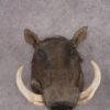 African Warthog Shoulder Mount SKU 2981 1 african warthog shoulder mount sku 2981