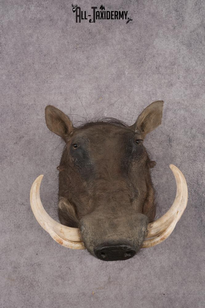 African Warthog Shoulder Mount SKU 2981 african warthog shoulder mount sku 2981