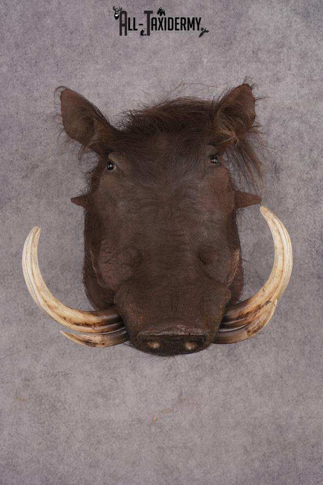 African Warthog Shoulder Mount SKU 2982 african warthog shoulder mount sku 2982