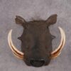 African Warthog SKU 2956 2 african warthog sku 2956