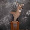 African Waterbuck Floor pedestal SKU 1369 1 african waterbuck floor pedestal sku 1369