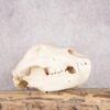 Alaskan Brown Bear Skull SKU 2752 1 alaskan brown bear skull sku 2752