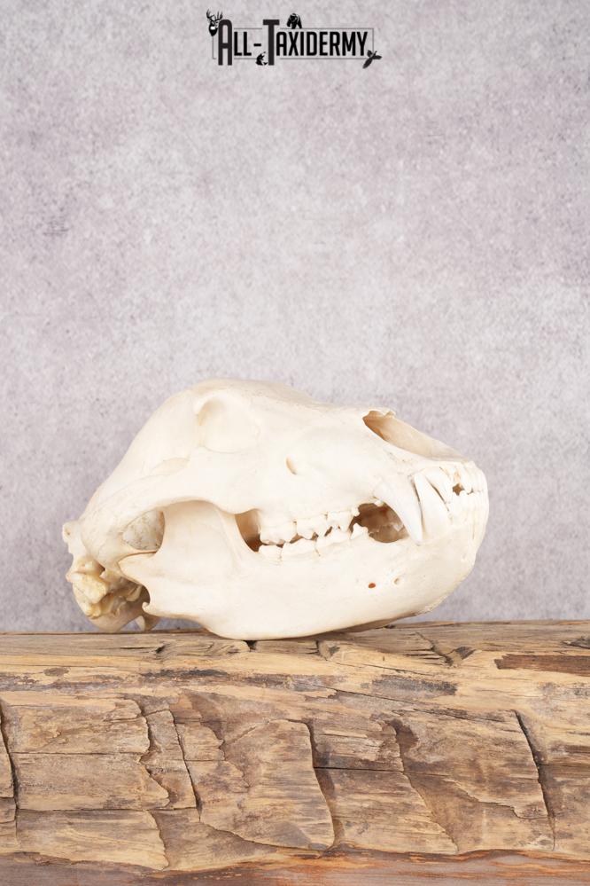 Alaskan Brown Bear Skull SKU 2752 alaskan brown bear skull sku 2752