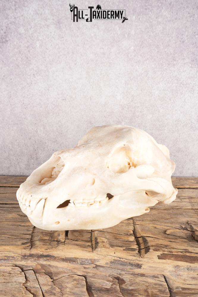 Alaskan Brown Bear Skull SKU 2811 alaskan brown bear skull sku 2811