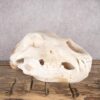 Alaskan Grizzly Bear Skull SKU 2810 2 alaskan grizzly bear skull sku 2810