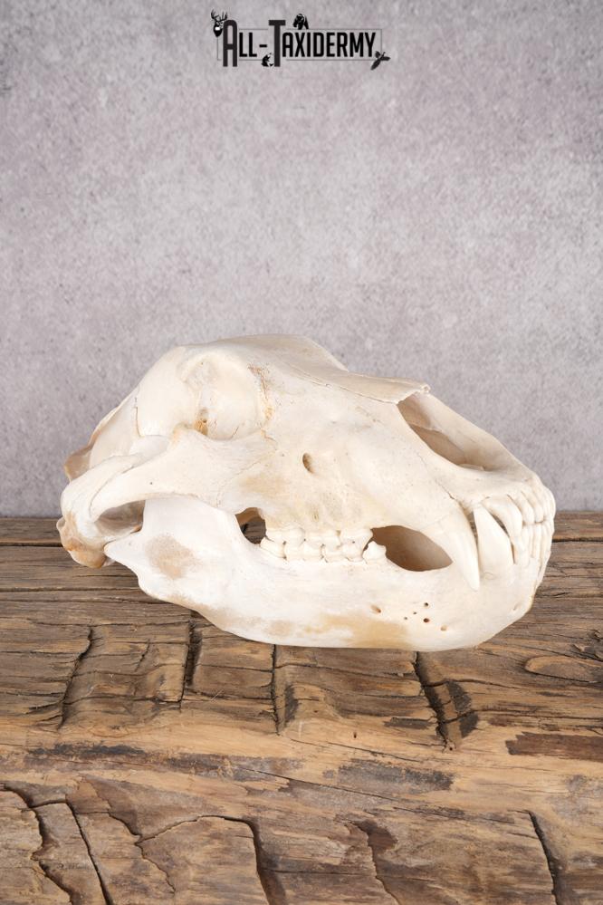 Alaskan Grizzly Bear Skull SKU 2810 alaskan grizzly bear skull sku 2810