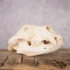Black Bear Skull SKU 2867 2 black bear skull sku 2867