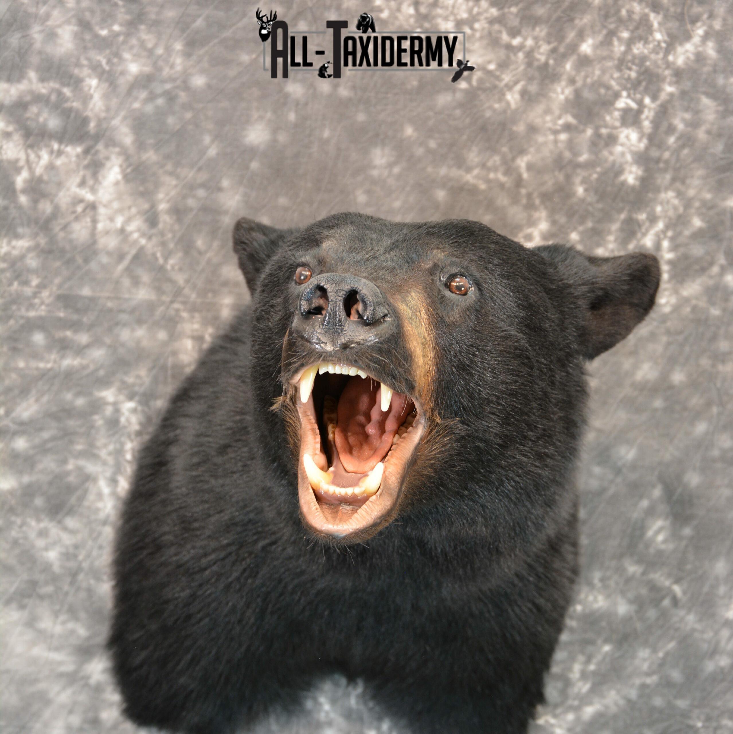 Black Bear Taxidermy Mount for Sale SKU 1184 black bear taxidermy mount for sale sku 1184