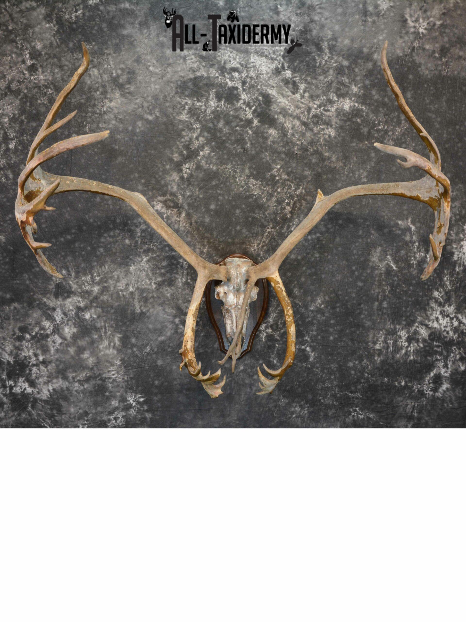 Caribou Antlers skull plaque taxidermy for sale SKU 1026 caribou antlers skull plaque taxidermy for sale sku 1026